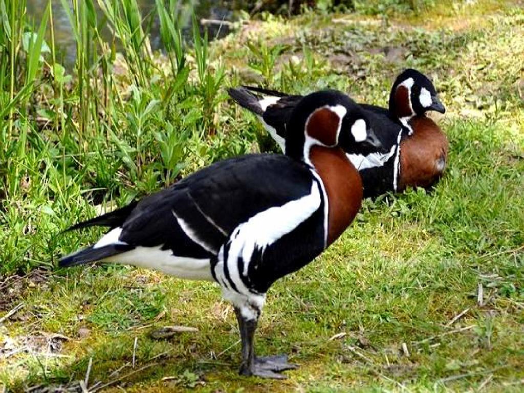 101PARC AUX OISEAUX DANS L AIN 2016 2_000005.jpg